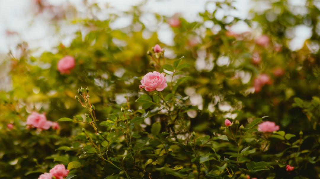 Beautiful Hydrangeas: A Guide to Growing and Caring for These Stunning Flowers